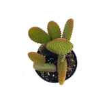 Cinnamon Bunny Ears Cactus | Opuntia microdasys subsp. rufida