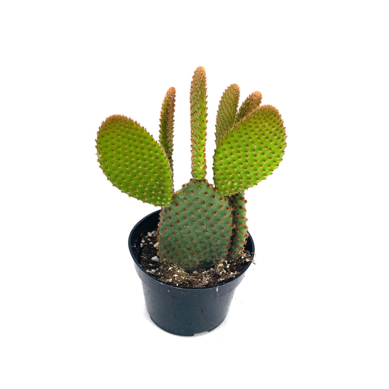Cinnamon Bunny Ears Cactus | Opuntia microdasys subsp. rufida