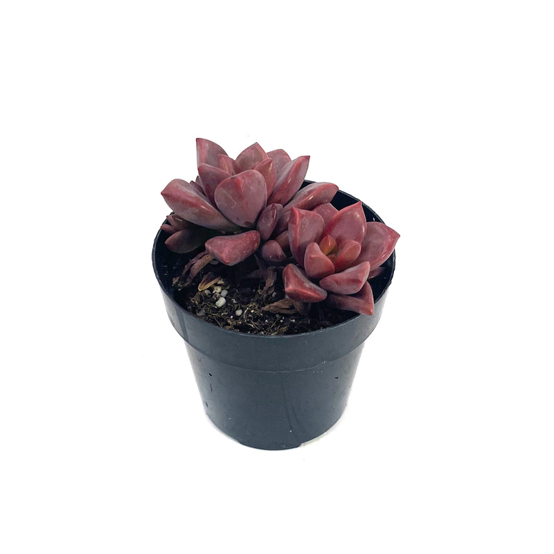 vera higgins succulent Graptosedum Vera Higgins – Lazy Gardens