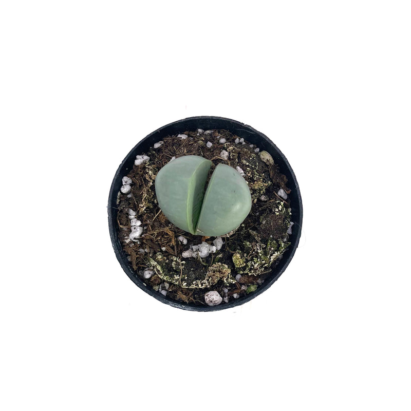 Stone Plant | Argyoderma Pearsonii