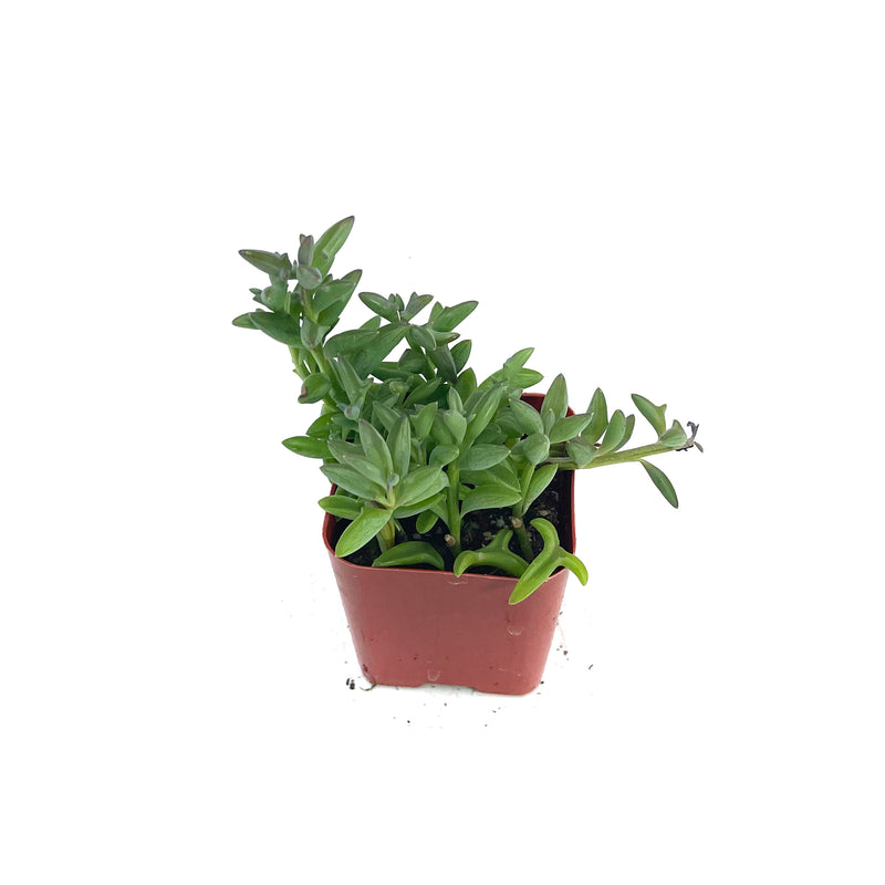 Senecio peregrinus | String of Dolphins - Lazy Gardens
