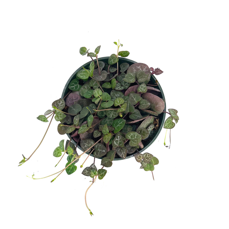 Ceropegia Woodii | String of Hearts - Lazy Gardens