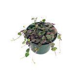 Ceropegia Woodii | String of Hearts - Lazy Gardens