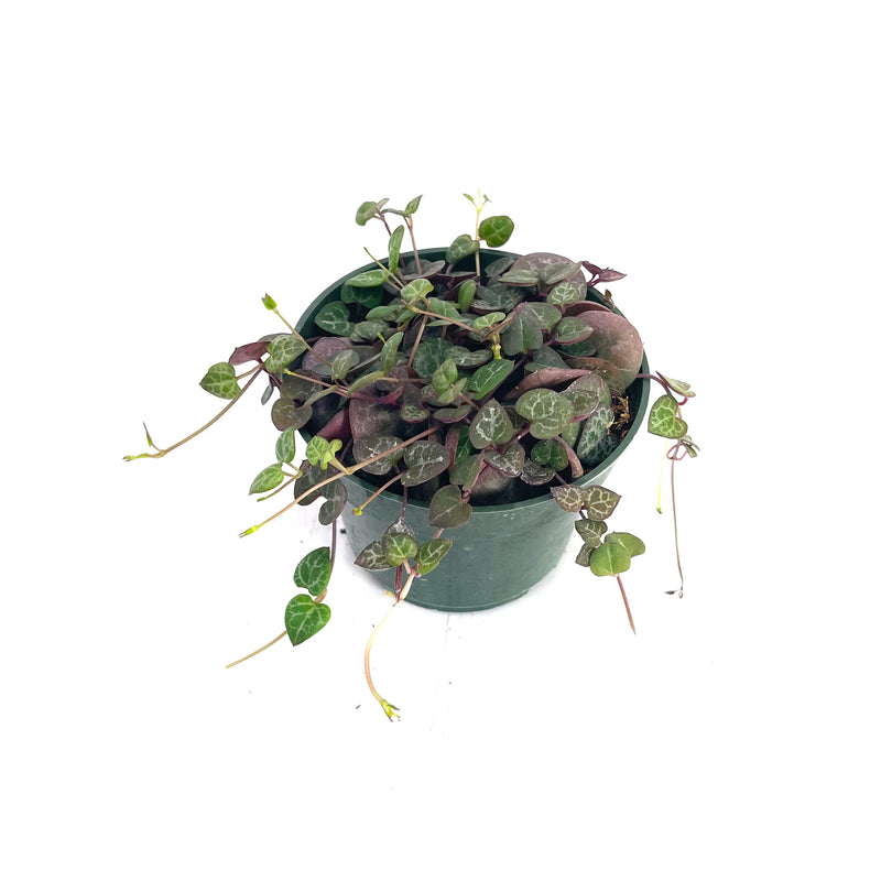 Ceropegia Woodii | String of Hearts - Lazy Gardens