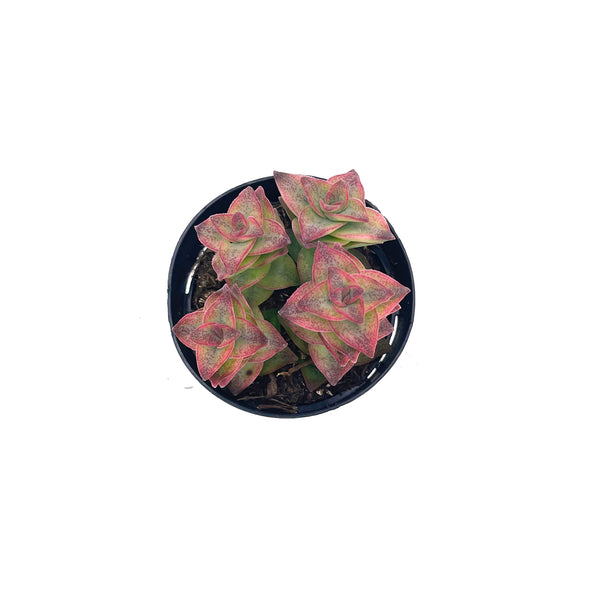 Crassula Perforata Variegata | String of Buttons Variegated - Lazy Gardens