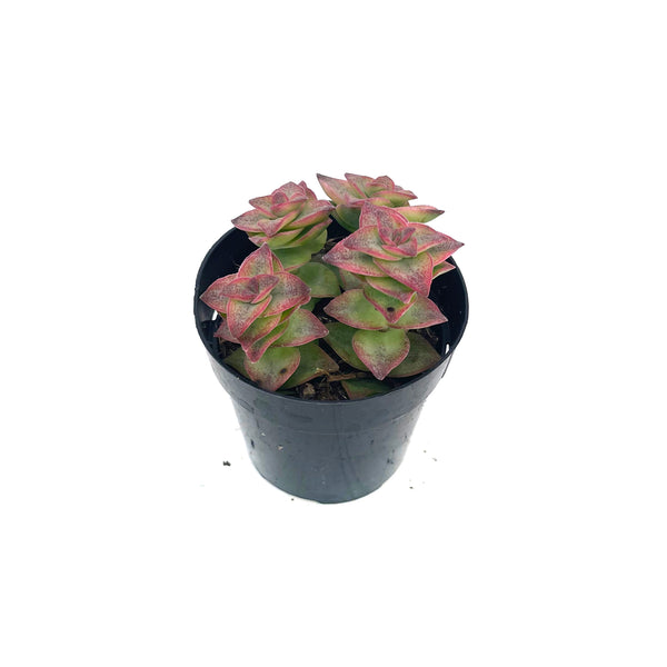 String of Buttons Variegated | Crassula Perforata Variegata