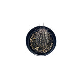 Setiechinopsis mirabilis | Flower of Prayer Cactus - Lazy Gardens