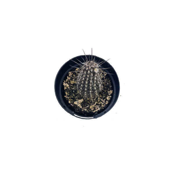 Setiechinopsis mirabilis | Flower of Prayer Cactus - Lazy Gardens