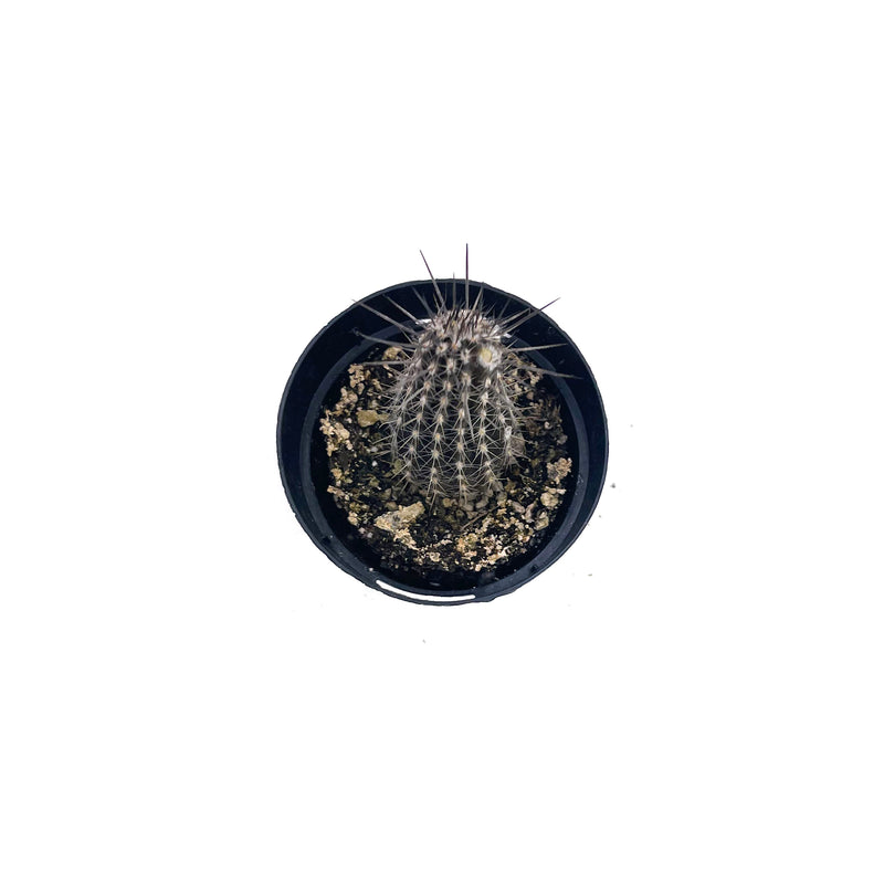 Setiechinopsis mirabilis | Flower of Prayer Cactus - Lazy Gardens
