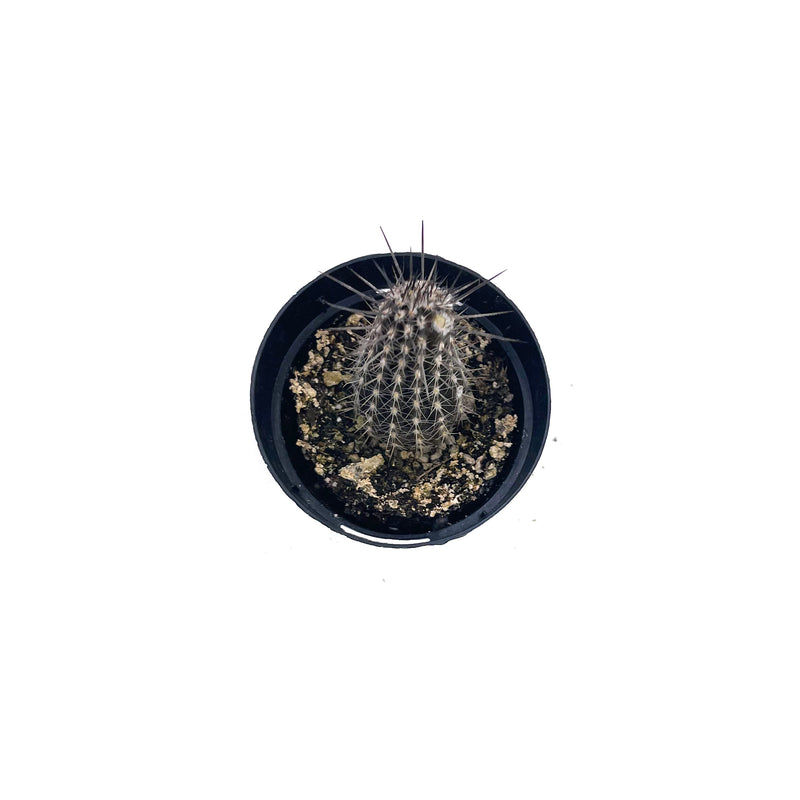 Flower of Prayer Cactus | Setiechinopsis mirabilis