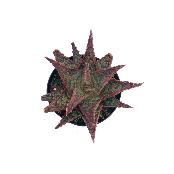 Aloe Cherry Bomb | Aloe Hybrid