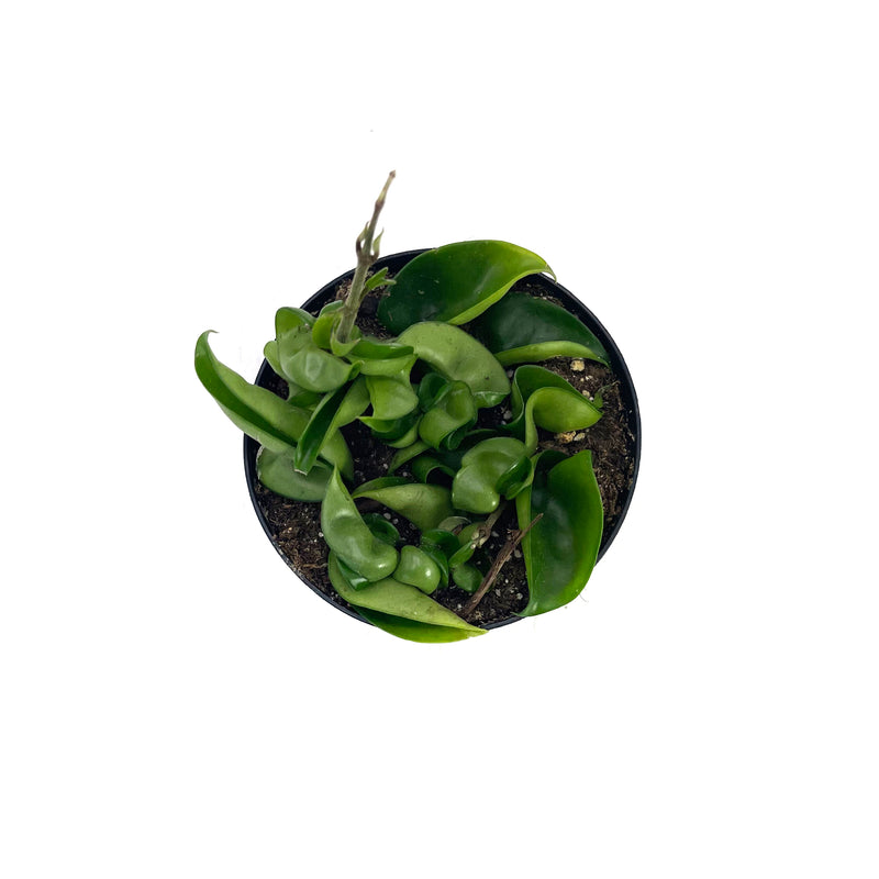 Hindu Rope | Hoya carnosa compacta