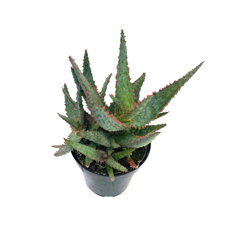 purple aloe vera plant Aloe Purple People Eater