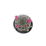 Powder Puff Cactus | Mammillaria Bocasana