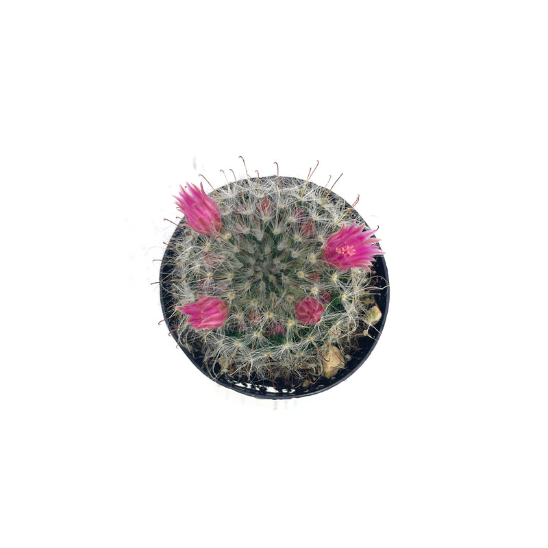 Powder Puff Cactus | Mammillaria Bocasana