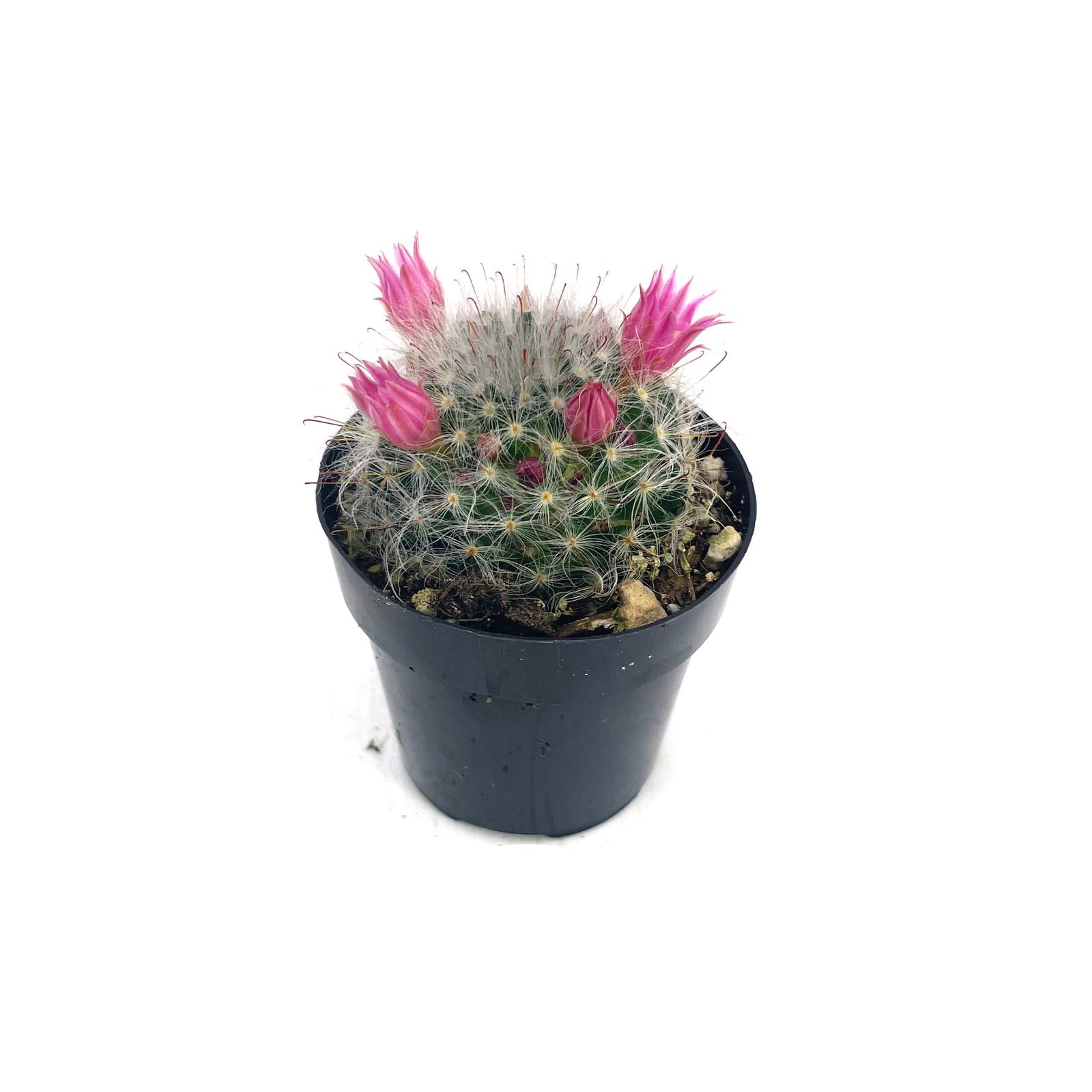 powderpuff cactus Mammillaria Bocasana