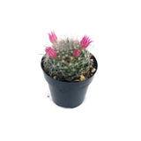 Powder Puff Cactus | Mammillaria Bocasana