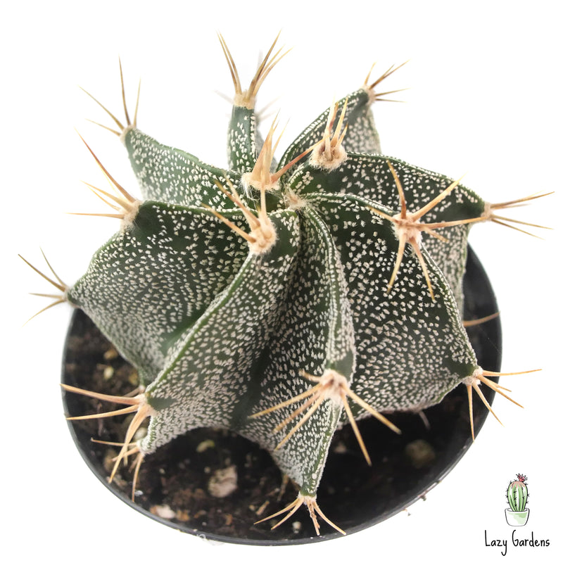 Star Barrel Cactus | Astrophytum ornatum