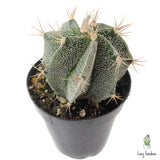 Star Barrel Cactus | Astrophytum ornatum
