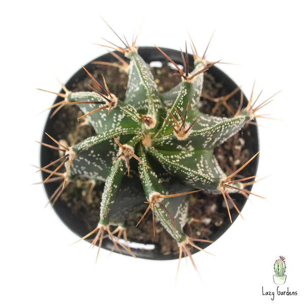 Star Barrel Cactus | Astrophytum ornatum