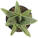 Gasteria Little Warty | Lawyer's Tongue - Lazy Gardens