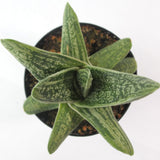 Gasteria Little Warty | Lawyer's Tongue - Lazy Gardens