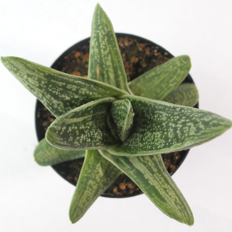 Gasteria Little Warty | Lawyer's Tongue - Lazy Gardens