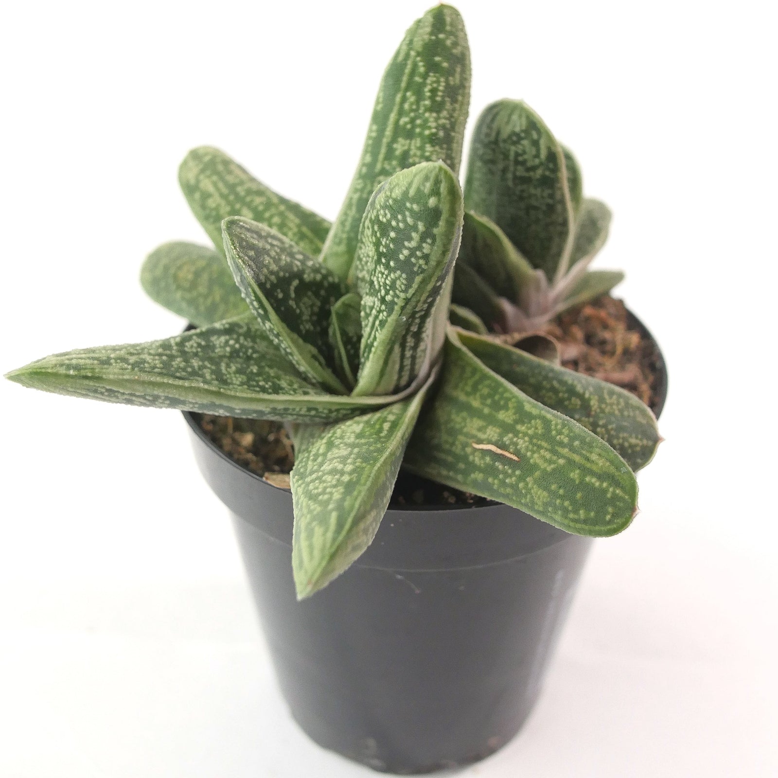 cow's tongue succulent Gasteria Little Warty