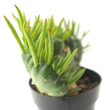 Austrocylindropuntia Subulata Cristata | Eve's Needle Crest - Lazy Gardens
