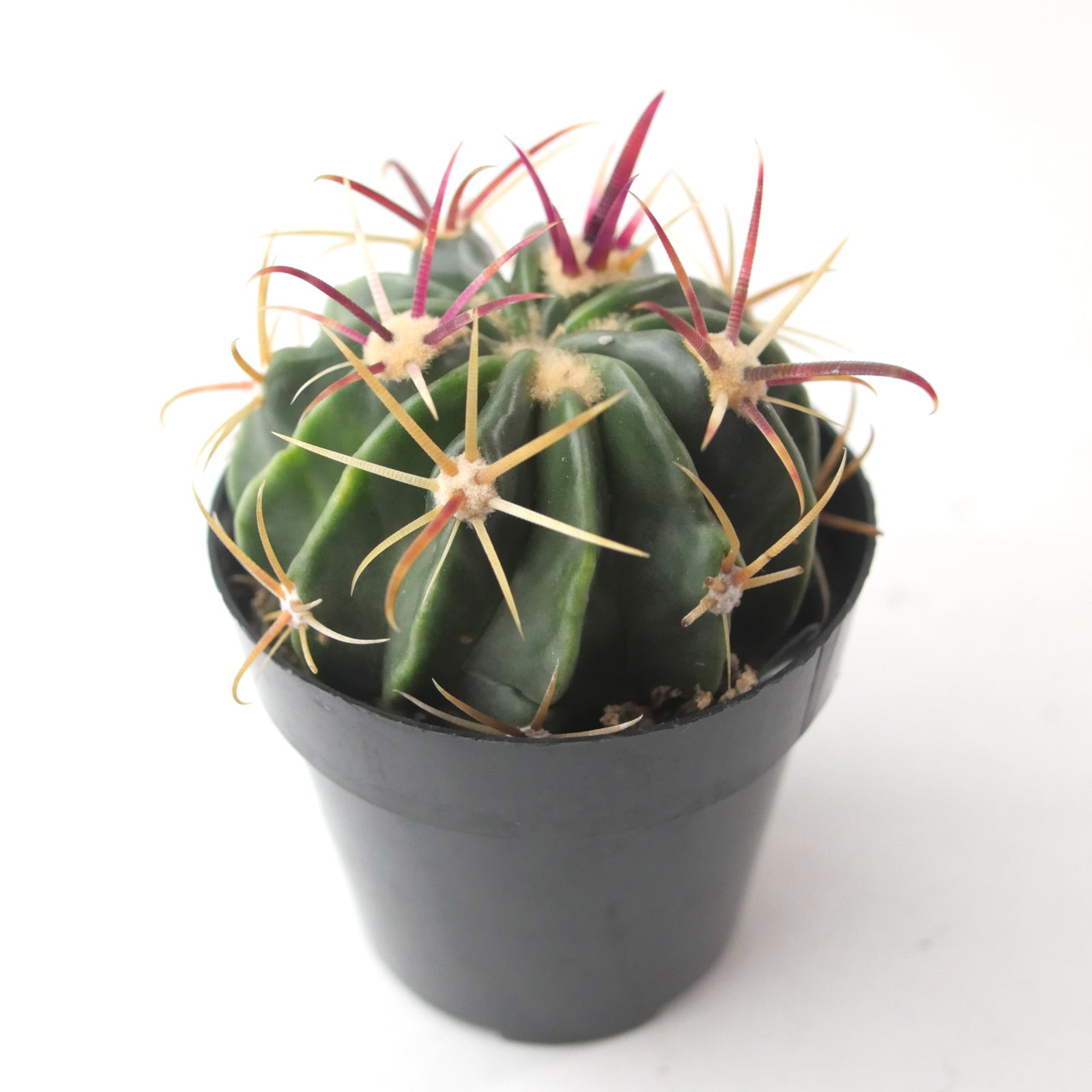 Ferocactus Latispinus | Devils Tongue Cactus – Lazy Gardens