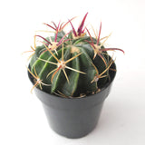 Devils Tongue Cactus | Ferocactus Latispinus