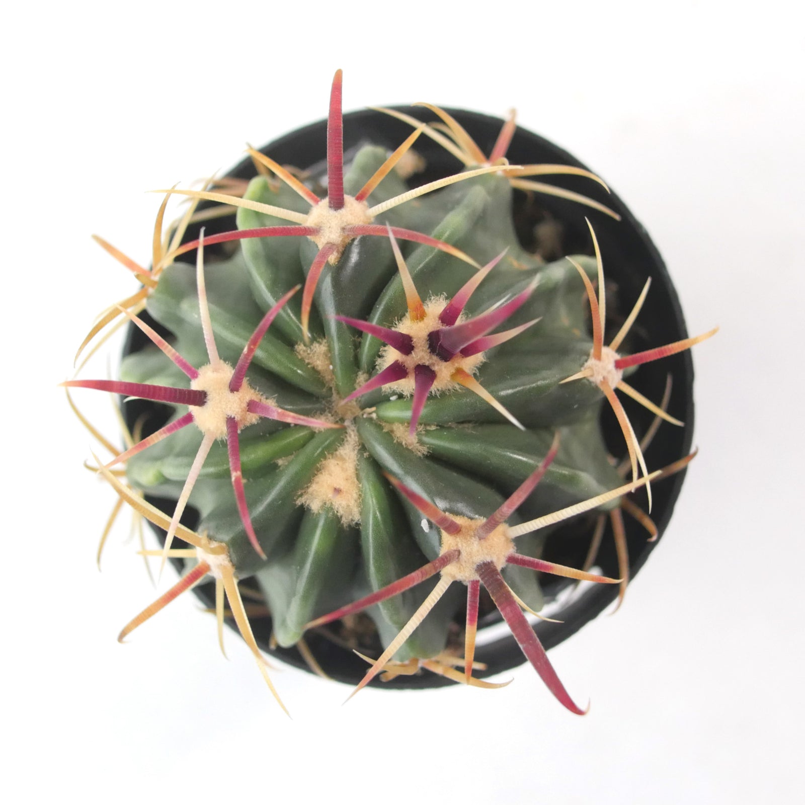 Ferocactus Latispinus | Devils Tongue Cactus – Lazy Gardens