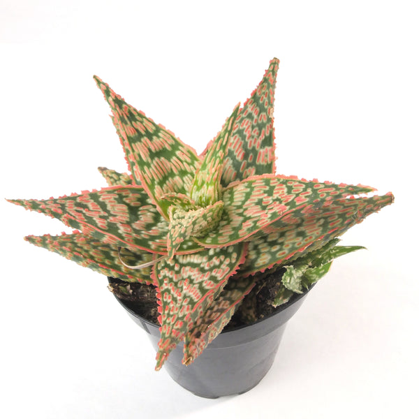 Aloe Firecracker | Aloe Hybrid