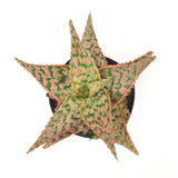 Aloe Firecracker | Aloe Hybrid