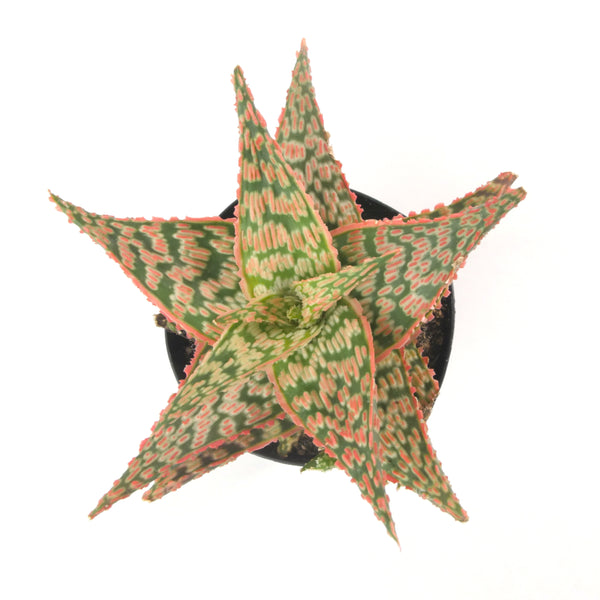 Aloe Firecracker