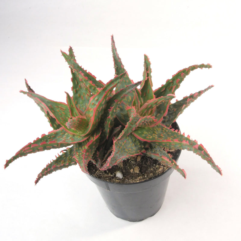 Aloe Oik | Aloe Hybrid