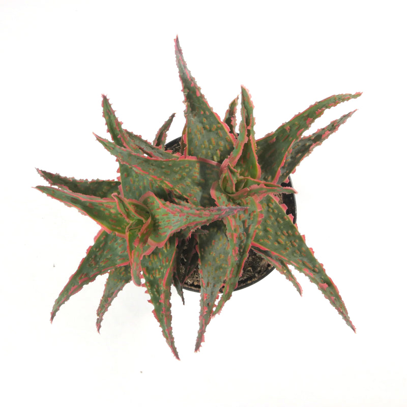 Aloe Oik | Aloe Hybrid - Lazy Gardens