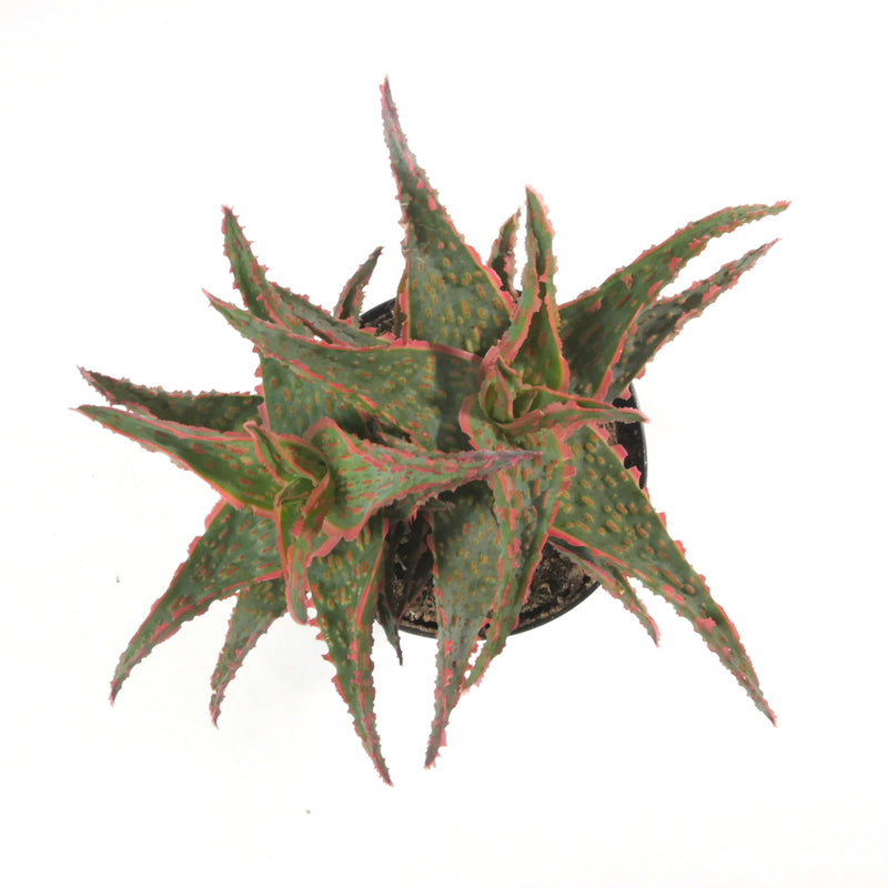 Aloe Oik | Aloe Hybrid