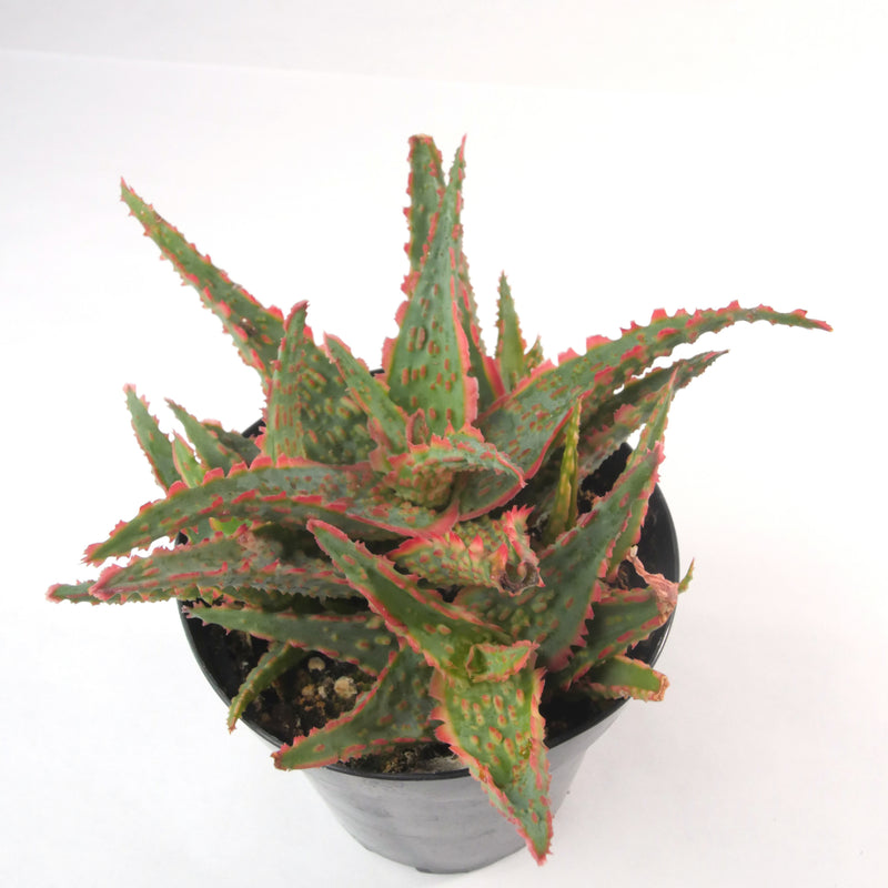 Aloe Oik | Aloe Hybrid