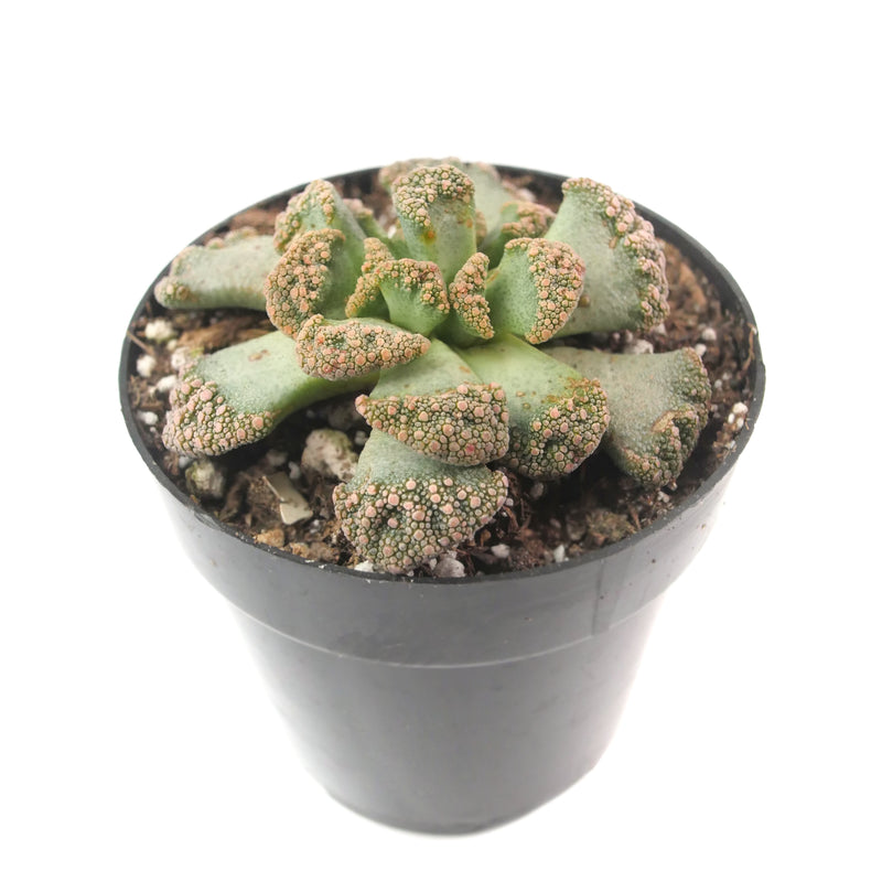 Jewel Plant | Titanopsis Calcarea