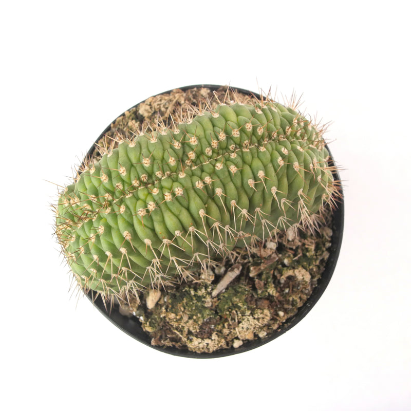 Trichocereus Thelegonus Cristata