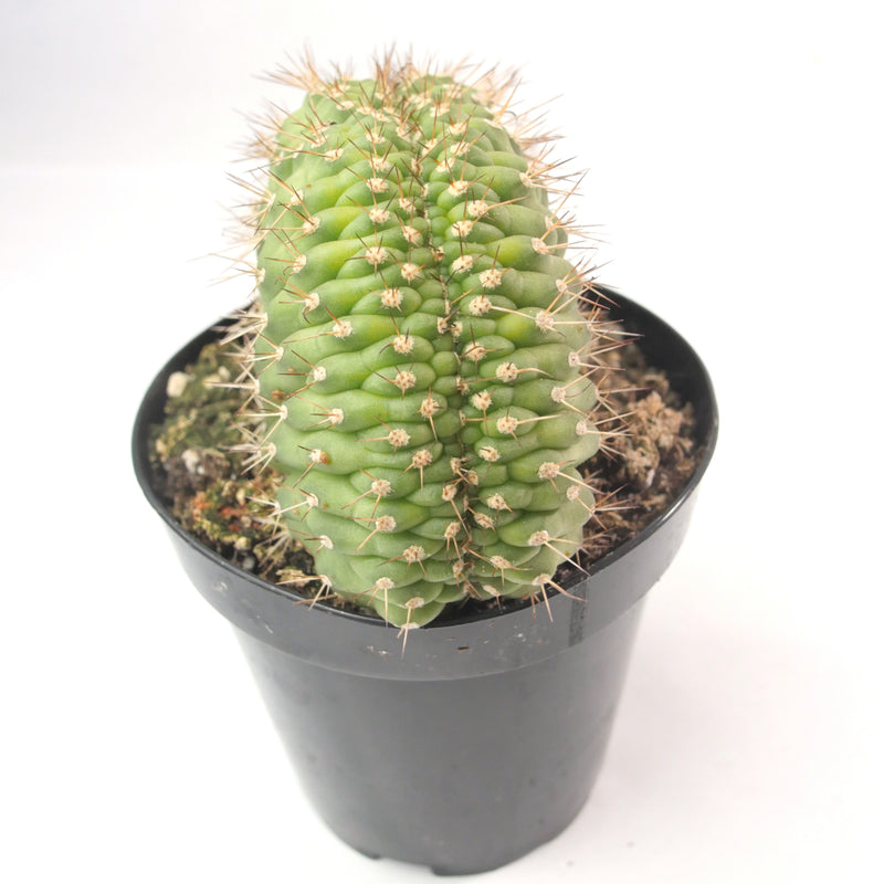 Trichocereus Thelegonus Cristata