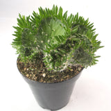 Austrocylindropuntia Subulata Cristata | Eve's Needle Crest - Lazy Gardens