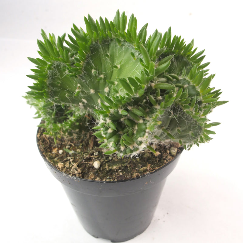 Austrocylindropuntia Subulata Cristata | Eve's Needle Crest - Lazy Gardens
