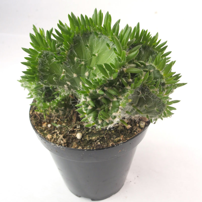 Austrocylindropuntia Subulata Cristata | Eve's Needle Crest - Lazy Gardens
