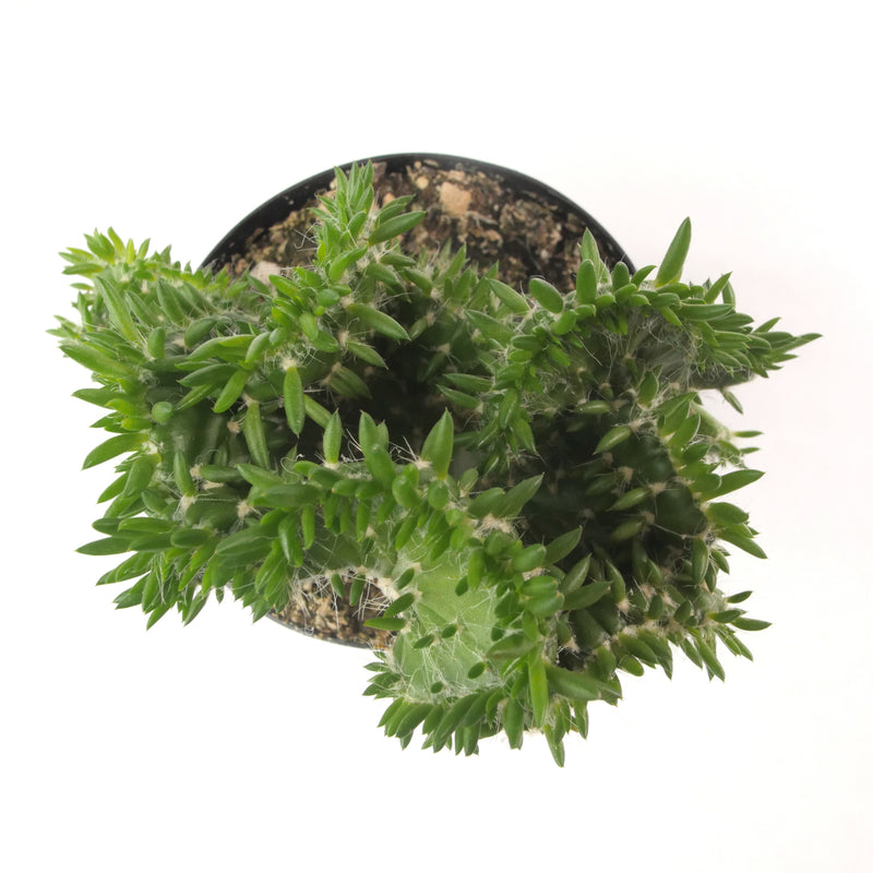 Austrocylindropuntia Subulata Cristata | Eve's Needle Crest - Lazy Gardens