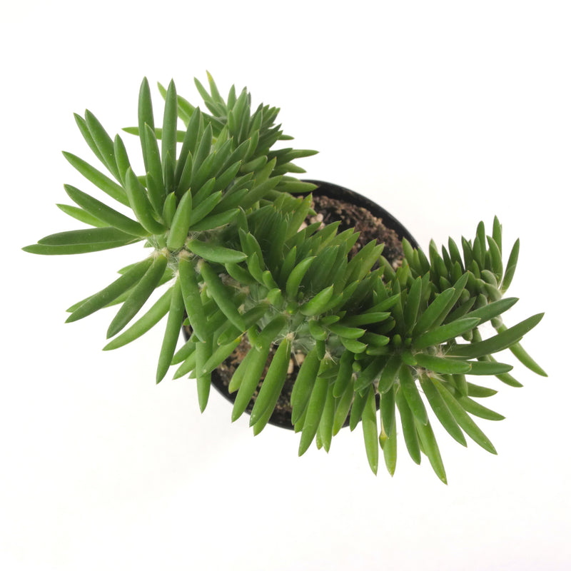 Austrocylindropuntia Subulata Cristata | Eve's Needle Crest - Lazy Gardens