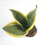 Snake Plant Variegated | Sansevieria Trifasciata var. Laurentii