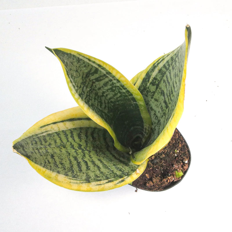 Snake Plant Variegated | Sansevieria Trifasciata var. Laurentii