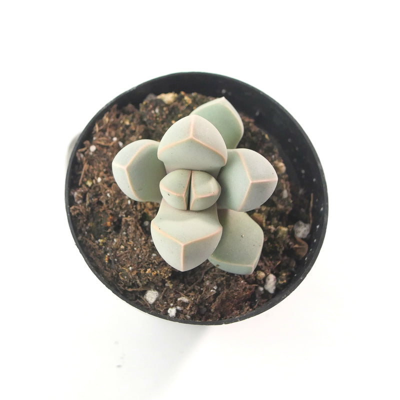 Lapidaria Margaretae | Karoo Rose - Lazy Gardens